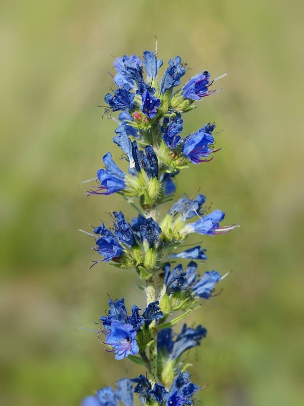 Blauer Natternkopf, Echium vulgare, etnobotanika